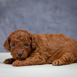 Mimi - Red  female Poodle puppy in Weston, Florida from Miami Toy Poodles