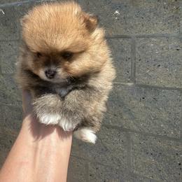 Mouses male - Chocolate sable male Pomeranian puppy in Sonora, California from NorCal Pomeranians