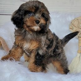 Bernedoodle, Cavapoo, Cockapoo, and Goldendoodle Puppies from Farquharson's Poodles&Doodles