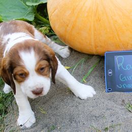 Girl 1 - Red and white female English Springer Spaniel puppy in Bremerton, Washington from Huntin' Buddies