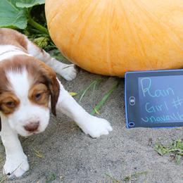 Girl 1 - Red and white female English Springer Spaniel puppy in Bremerton, Washington from Huntin' Buddies