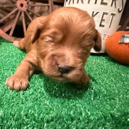 Ollie green collar - Red  male Goldendoodle puppy in Atco, New Jersey from Flannery’s lucky puppies 🍀