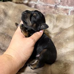 Jagger - Black and silver male Miniature Schnauzer puppy in Lufkin, Texas from C&K’s Schnauzer House