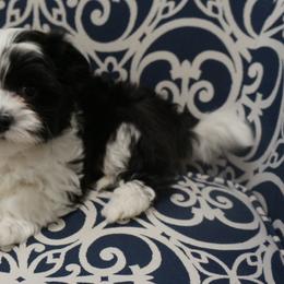 Havanese Puppies from Artwyrks Havanese