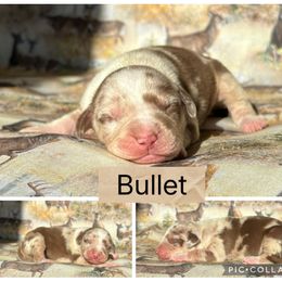 Bullet - Red merle male Catahoula Leopard Dog puppy in Forbes, Minnesota from North Country Catahoulas