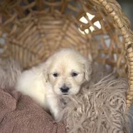 Mr Black - Light golden male Golden Retriever puppy in Morrill, Kansas from Grimm Girls Farm
