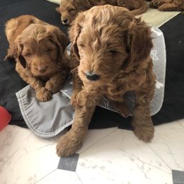 Goldendoodle Puppies from Penny Doodles