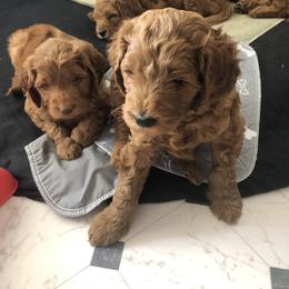 Goldendoodle Puppies from Penny Doodles