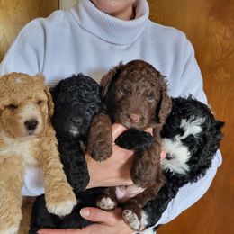 Bernedoodle Puppies from Beach Bernedoodles