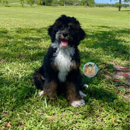 Aussiedoodle, Bernedoodle, Double Doodle, and Goldendoodle Puppies from Dandy Doodle Ranch