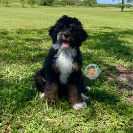 Aussiedoodle, Bernedoodle, Double Doodle, and Goldendoodle Puppies from Dandy Doodle Ranch