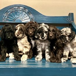 Newfypoo puppies from Two Sisters Ranch, LLC