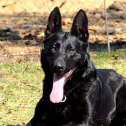 Aida - German Shepherd