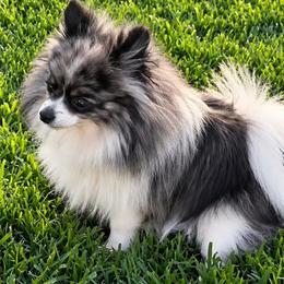 Lizzzie - Pomeranian