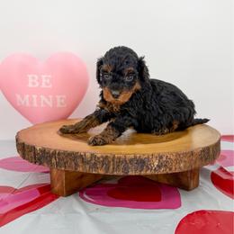 Mimi - Phantom female Bernedoodle puppy in Beresford, South Dakota from DAKOTA DOOD RANCH