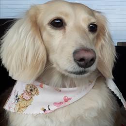 Annie - Dachshund