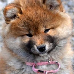 Shiba Inu and Yorkshire Terrier Puppies from Royal Kennels