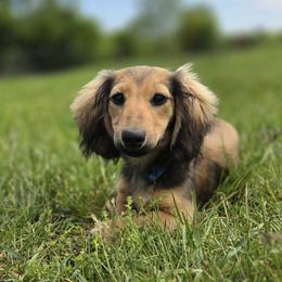 Jingles 4000dollars - Cream female Dachshund puppy in Crystal, Michigan from Mare-bella Dachshunds