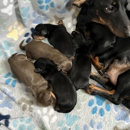Dachshund Puppies from Johnson’s Weiner Farm