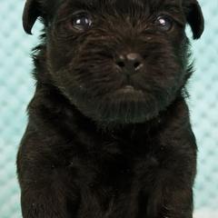 Affenpinschers from Fire Mountain Affenpinschers