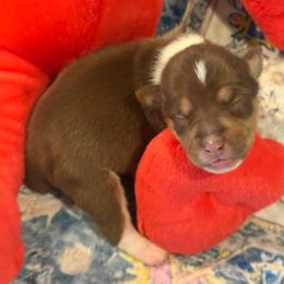 Laverne - White, chocolate and tan female Rat Terrier puppy in Savoy, Texas from Rockin EZ Rat Terriers