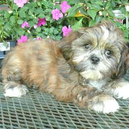 Trent - Tricolor male Shih Tzu puppy in Wild Rose, Wisconsin from Sorenson's Shih-tzus