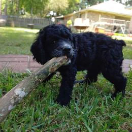Cockapoo Puppies from Cano Cockapoos