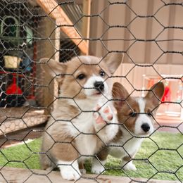 American Corgi, Pembroke Welsh Corgi, and Yorkshire Terrier Puppies from Ingram's Corgis & Yorkies