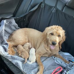 Goldendoodle Puppies from Doodles and More