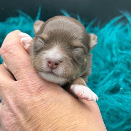 Freddie - Chocolate and tan male Chihuahua puppy in Franklin, North Carolina from A&J Cutie Pawtooties