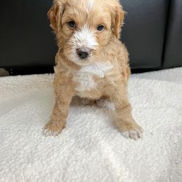 Aussiedoodle Puppies from Sweet AZ Doodles