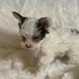Yorkshire Terrier Puppies from Chocolate and Parti Yorkies in Florida