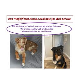Cha'Dich - Australian Shepherd