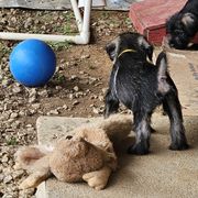 Standard Schnauzer Puppies from Moon Flower Farm