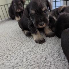 Boy 3 - Black and silver Miniature Schnauzer puppy in New Windsor, Maryland from Classic Miniature Schnauzers
