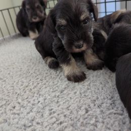 Boy 3 - Black and silver Miniature Schnauzer puppy in New Windsor, Maryland from Classic Miniature Schnauzers