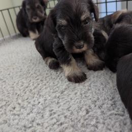 Boy 3 - Black and silver Miniature Schnauzer puppy in New Windsor, Maryland from Classic Miniature Schnauzers