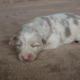 Grey Collar - Lilac merle male Border Collie puppy in Courtland, Alabama from C Bar C Ranch Border Collies