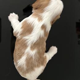 Cavalier King Charles Spaniel Puppies from Misty Meadow Cavaliers