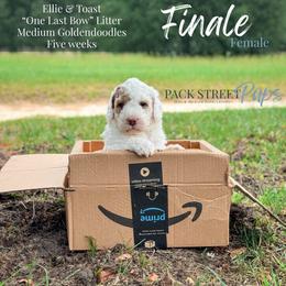 Finale - Parti female Goldendoodle puppy in Paxville, South Carolina from Pack Street Pups