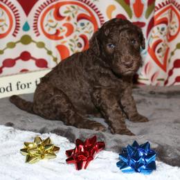 Poodle Puppies from RK'S Pets