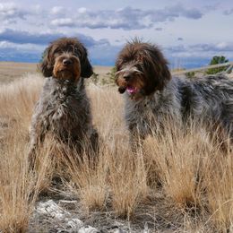 Wirehaired Pointing Griffons from Gun Creek Griffons