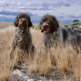Wirehaired Pointing Griffons from Gun Creek Griffons