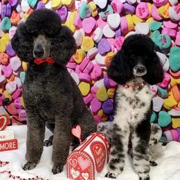 Poodles from Tri Star Standard Poodles