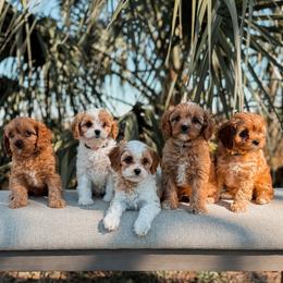 Cavapoo puppies from Kingston’s Cavaliers