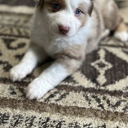 Australian Shepherd Puppies from Rock Springs Australian Shepherds