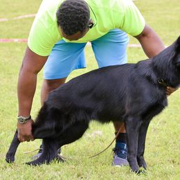 Raven - German Shepherd
