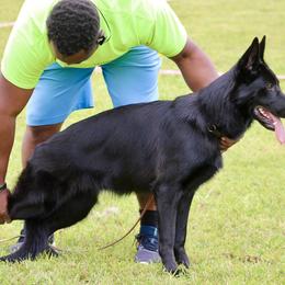Raven - German Shepherd