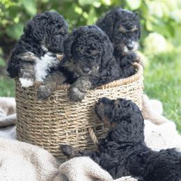 Bernedoodles from Darcy Lee's Designer Doodles