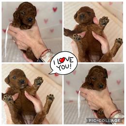 Amora - Red  female Poodle puppy in Mount Vernon, Illinois from AMC Poodles